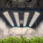 Can this light be used for all plant stages?