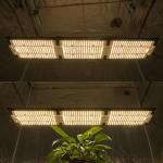 Is this grow light suitable for all plant stages?