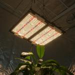 326*195*15mm 240W LED Grow Light Samsung LM301H Cree XP-E2 660nm LG UV IR